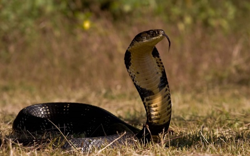 فيديو مفزع لطفل أسترالي جريء يلهو مع ثعبان الكوبرا السام